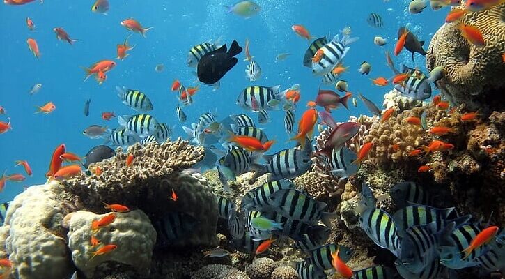 Pesti marini si corali